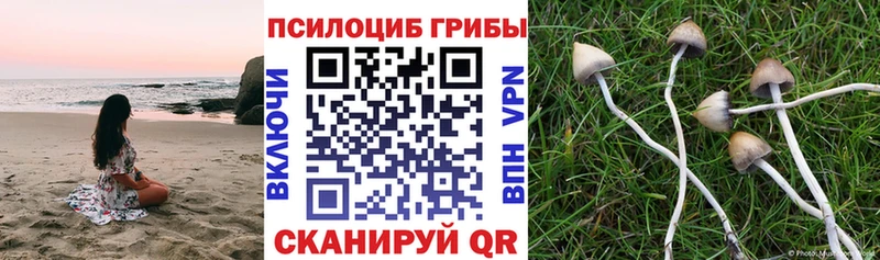 Галлюциногенные грибы Psilocybine cubensis  Славск 